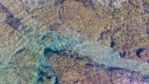 Arc-JF-Humbert-Sea-Coral